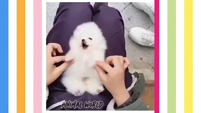 Шпицы / Самые смешные и милые видео с собаками / Подборка видео смотреть онлайн