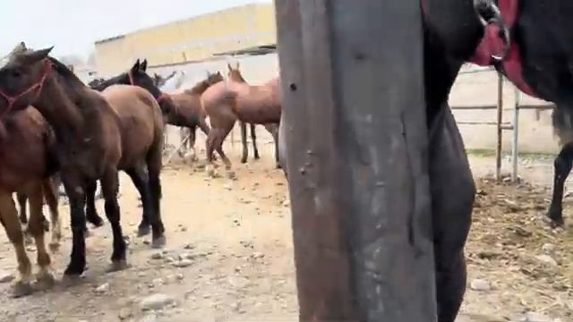 Yangiqo’rg’on tumani Bekobod ot bozori. смотреть онлайн