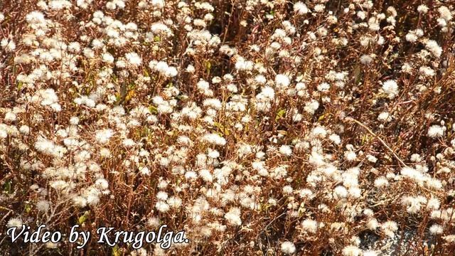 Соленое озеро. Ставропольский край. (Мои зарисовки...) смотреть онлайн