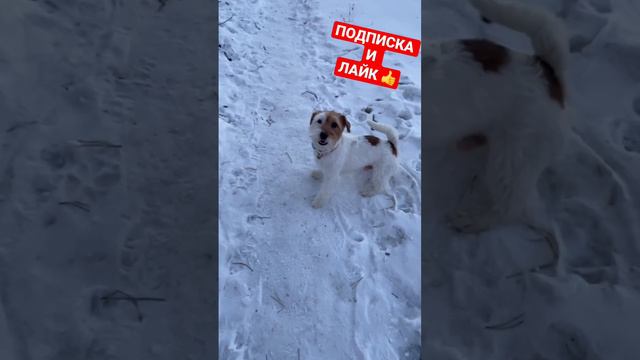 Наш зубастик🐶 #собака #джекрассел #джекрасселтерьер #собаки #животные #dog #dogs #doglover #love смотреть онлайн