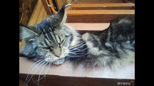 Фитолампа для растений. Сравнение. | #Обзор смотреть онлайн