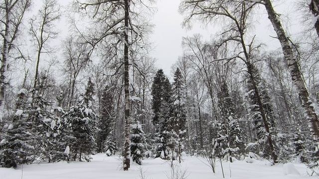 Заснеженный лес. ч.12. Январь 2024 смотреть онлайн