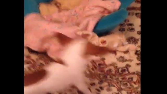 Чихуахуа Ники. Хватит рычать на меня! смотреть онлайн