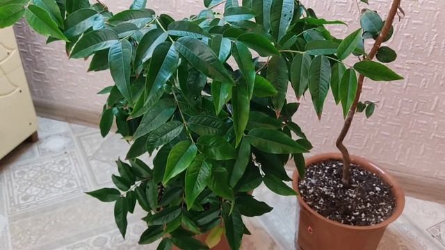 Джаботикаба, Жаботикаба. Выращивание в комнатных условиях. Jaboticaba, Plinia смотреть онлайн
