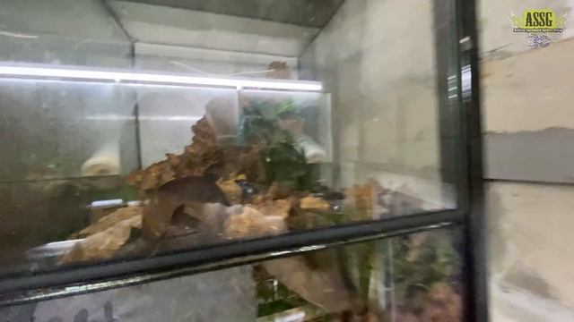 Немного про агам в Лавке Арагога. Древолазы начали размножаться на новом месте! смотреть онлайн