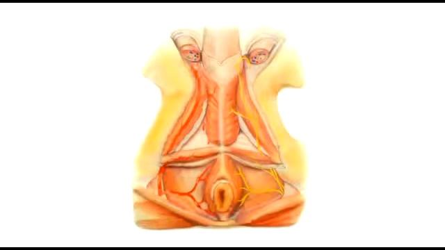 Лечим быстро простатит