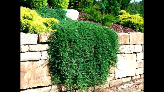 Виды и сорта можжевельников для вашего сада смотреть онлайн