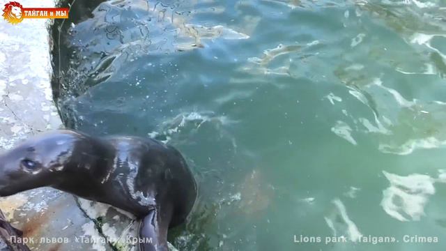 Маэстро сделал завивку усов? Самый артистичный тюлень! Тайган. Whiskered seal. Taigan смотреть онлайн