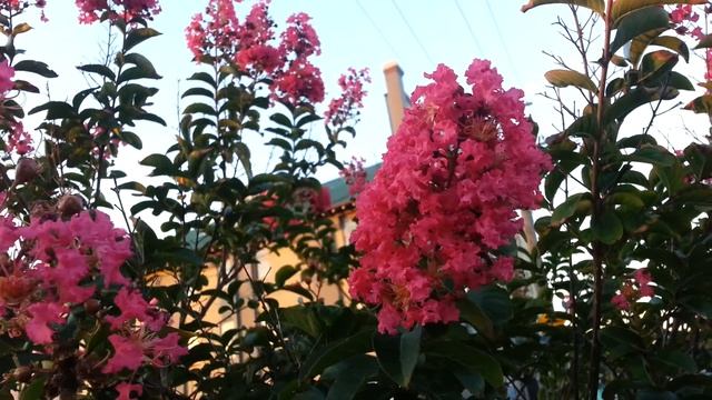 Lagerstroemia Indica - Crape myrtle - Liliac Indian - Top 10 Flowering plant HD 08 смотреть онлайн