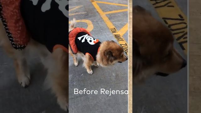 Gaby's (14yr old Chow) mobility changed days after taking Rejensa Joint Care Chews. смотреть онлайн