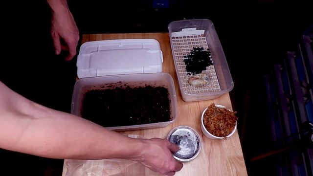 Using Springtails to Save a Ball Python Egg! смотреть онлайн