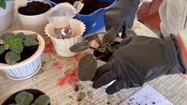 Майстер клас з пересаджування фіалки смотреть онлайн