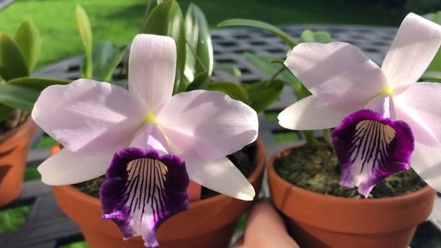 Laelia dayana var coerulea. Bзлёты и падения. Уход смотреть онлайн