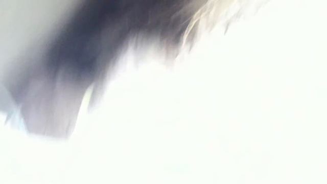 такса против лисы, Dachshund Vs  Fox