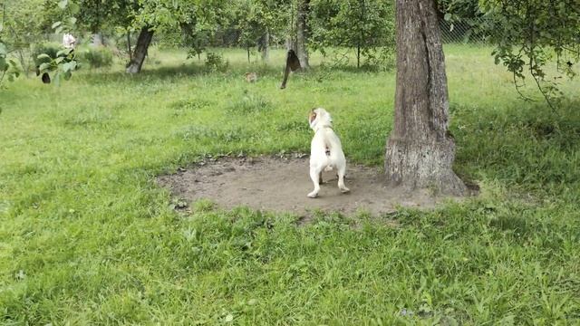 Белый американский бульдог.\White American Bulldog. смотреть онлайн