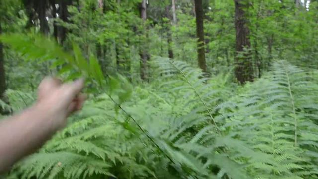 Цвет папоротника смотреть онлайн