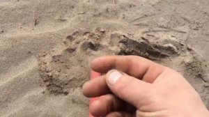 Коп по скифам, Я НАШЕЛ ДРЕВНИЕ МОНЕТЫ, поиск золота и серебра скифов