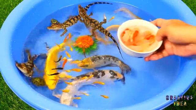 Alligator Puffer Crocodile Tattoo Arowana Goldfish Molly Colorful Koi Carp Fish Cute Animals Video