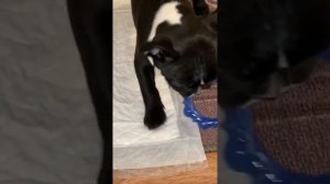 Купили французского бульдога/ первый день дома/ 11 января 2021 мечта сбылась