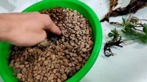 Клубника на гидропонике. Посадка в керамзит! Часть 6