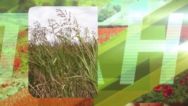 СУДАНСКАЯ ТРАВА НА ЮЖНЫХ ПОЛЯХ mp4 смотреть онлайн