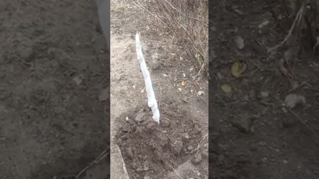 Хурма укрытие на зиму (посаженная в начале ноября 2023) смотреть онлайн