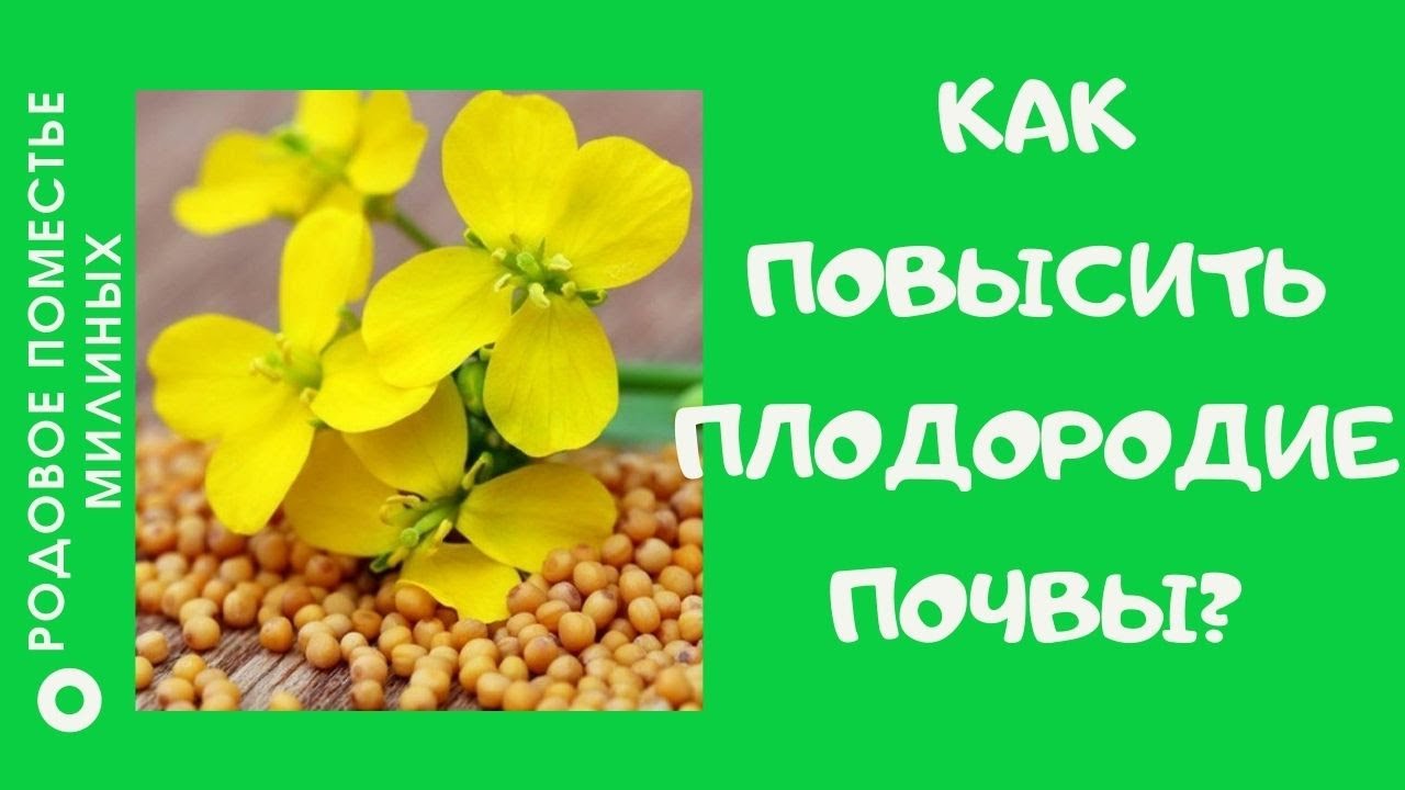 Сидераты помогают сохранить и улучшить плодородие почвы.
