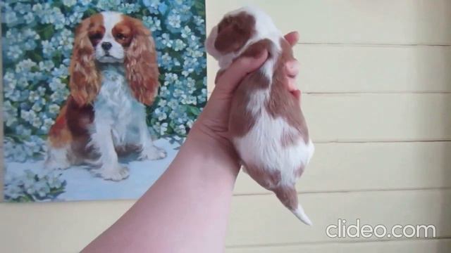 Кавалер Кинг Чарльз Спаниель девочки и мальчики. смотреть онлайн