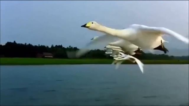 МЫ ДРУГ В ДРУГА ВЛЮБИЛИСЬ ИЗДАЛИ/ стихи Василия Федорченко, муз. и исп. Александра Лычкина смотреть онлайн