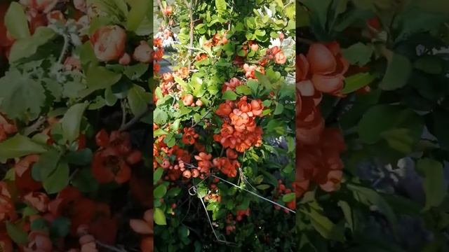 Айва кустовая смотреть онлайн