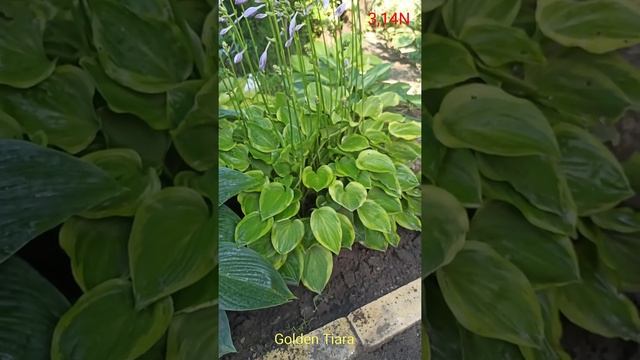 хоста Golden Tiara