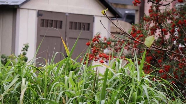 Testing Canon EOS M200 (silver) with EF-M 18 – 150 mm lens imported from Japan (New Westminster, BC смотреть онлайн