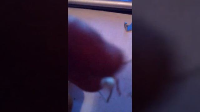 Электричество из картошки смотреть онлайн