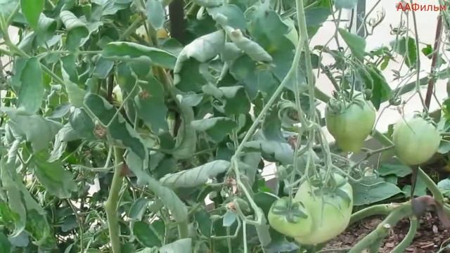 Садоводам и огородникам. смотреть онлайн