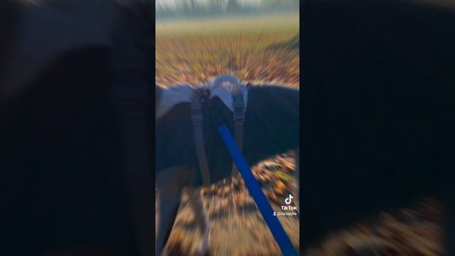 Doggo... смотреть онлайн