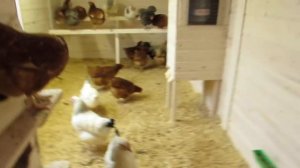 Как приучить кур нестись в гнездах. Часть 2