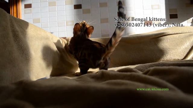 Будни питомника бенгальской кошки Dakota Gold Котенок играет смотреть онлайн