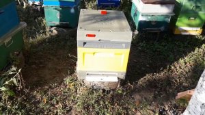 Ппу улья Нижегородец или Медведь?