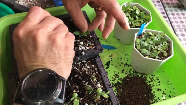 แยกพอท (Update 3 เดือน) พาชีโพเดียม Pachypodium brevicaule seedling смотреть онлайн