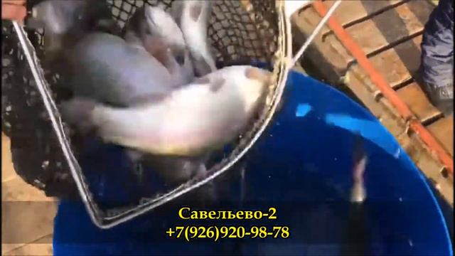 Запуск форели. Рыбалка. Савельево-2. смотреть онлайн