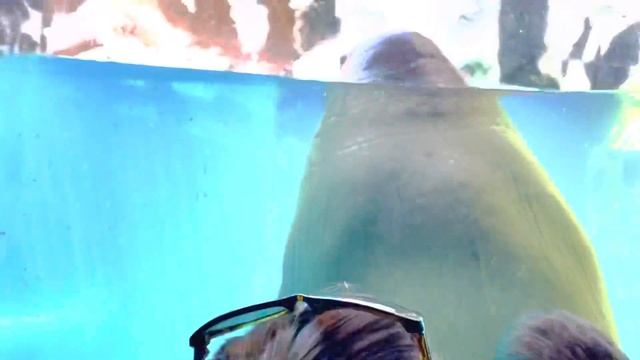 #4K #BELUGA WHALE || WHITE WHALE #WHALE IMITATE HUMAN SPEECH #LAUREL # 4K-UHD