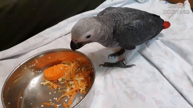 Аквариумные рыбки. Попугаи Жако и Ара смотреть онлайн