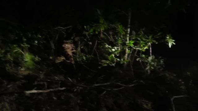 I Caught A Big Wild Boar In A Trap. Getting Him Out Was Crazy! смотреть онлайн