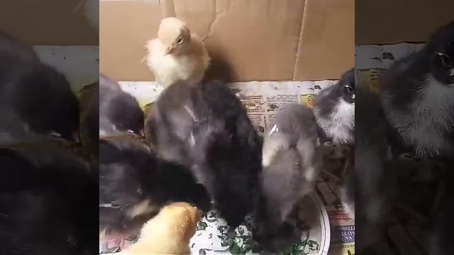 Прикорм цыплят одуванчиком смотреть онлайн