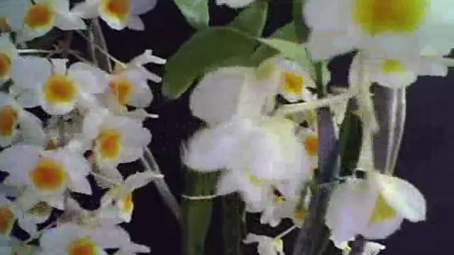 dendrobium farmeri смотреть онлайн