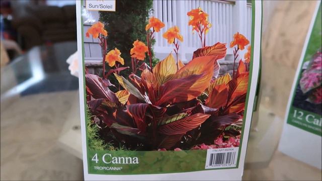 Costco Summer Plant Haul 2021 | Cannas and Caladiums | Catherine's Garden & Home смотреть онлайн