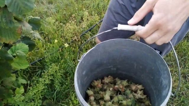 Собираем Карамановский с 4-х леток смотреть онлайн