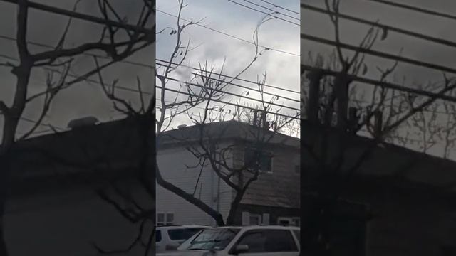 #weird tree смотреть онлайн