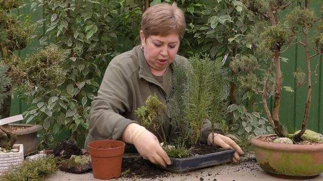 Ревизия и ремонт бонсай. смотреть онлайн