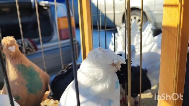 Ярмарка голубей в Воронеже 19.03.22г. смотреть онлайн
